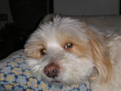 Il cagnolino Taita, a cui è dedicata la poesia